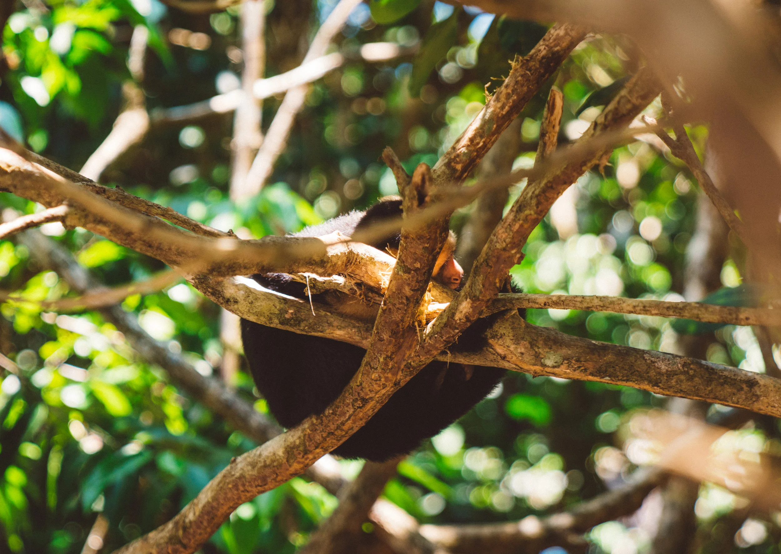 Danielle and I accidentally sat on a log on the beach beneath a troop of sleeping capuchin's. Soon, they attacked.