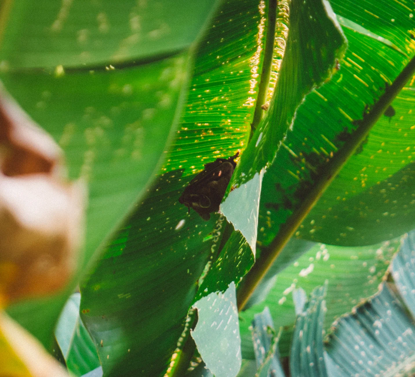 This small bat was hanging beneath these leaves a few metres off the trail. I only spotted him because I saw a tour guide pointing him out. This image is cropped in quite a bit in order to actually see the bat.