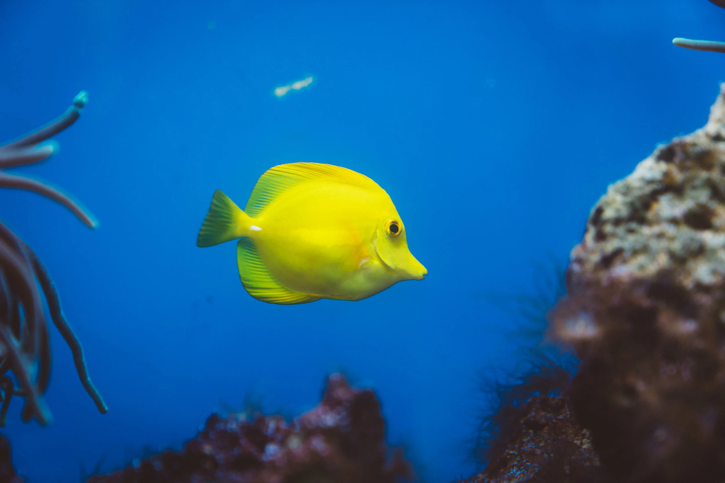As is this fish.