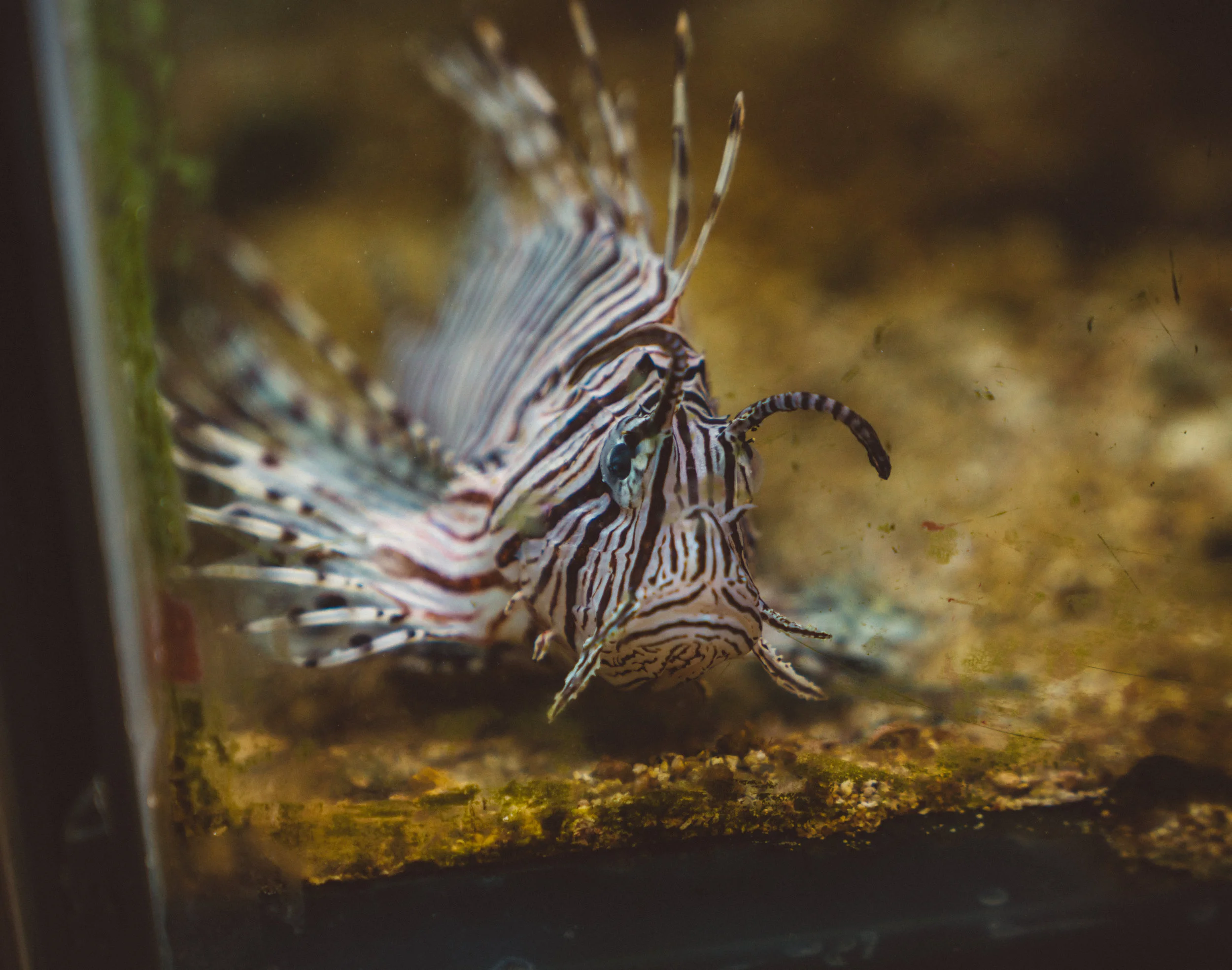 Lion fish, I think, at the Smithsonian.