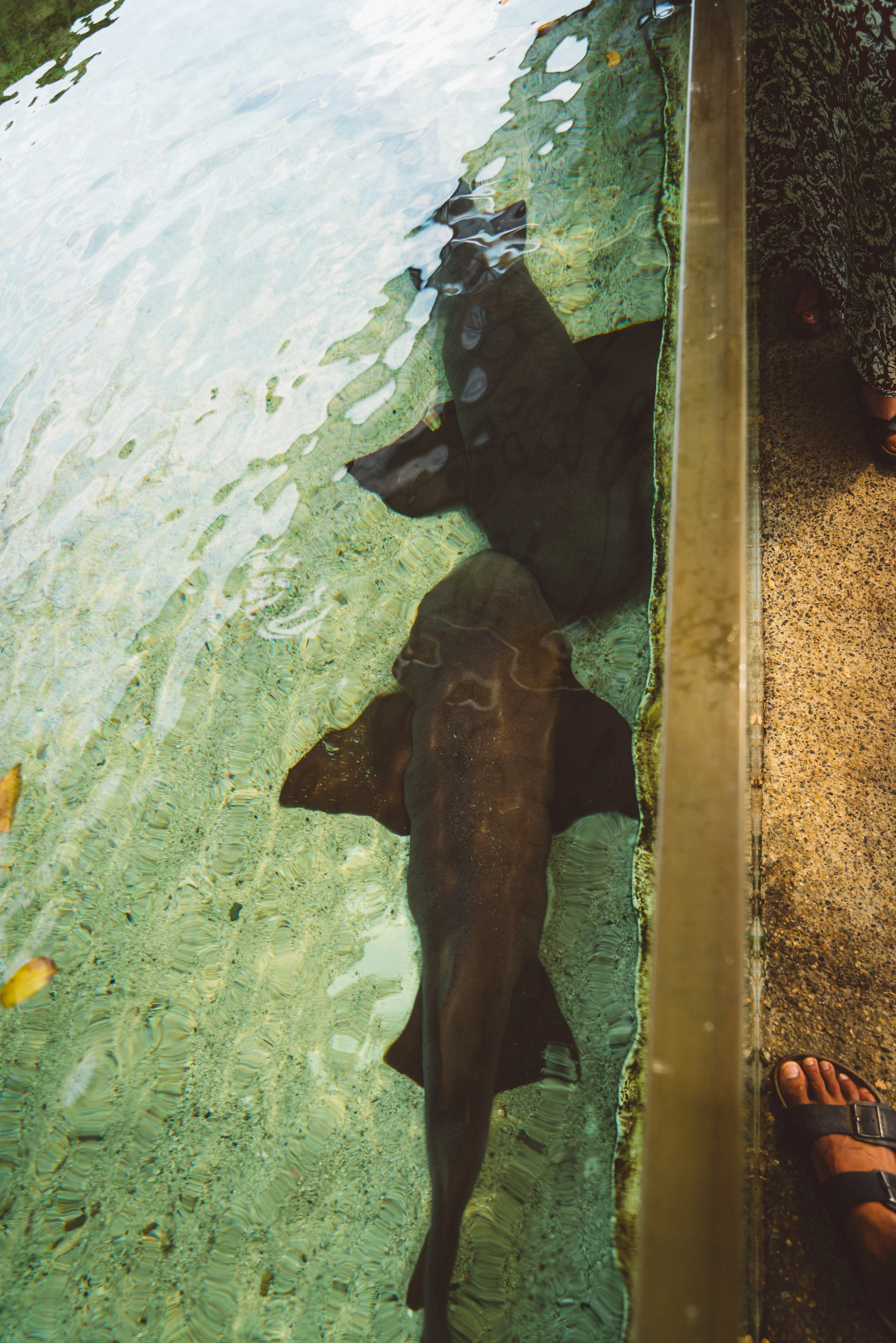 Nurse Sharks.