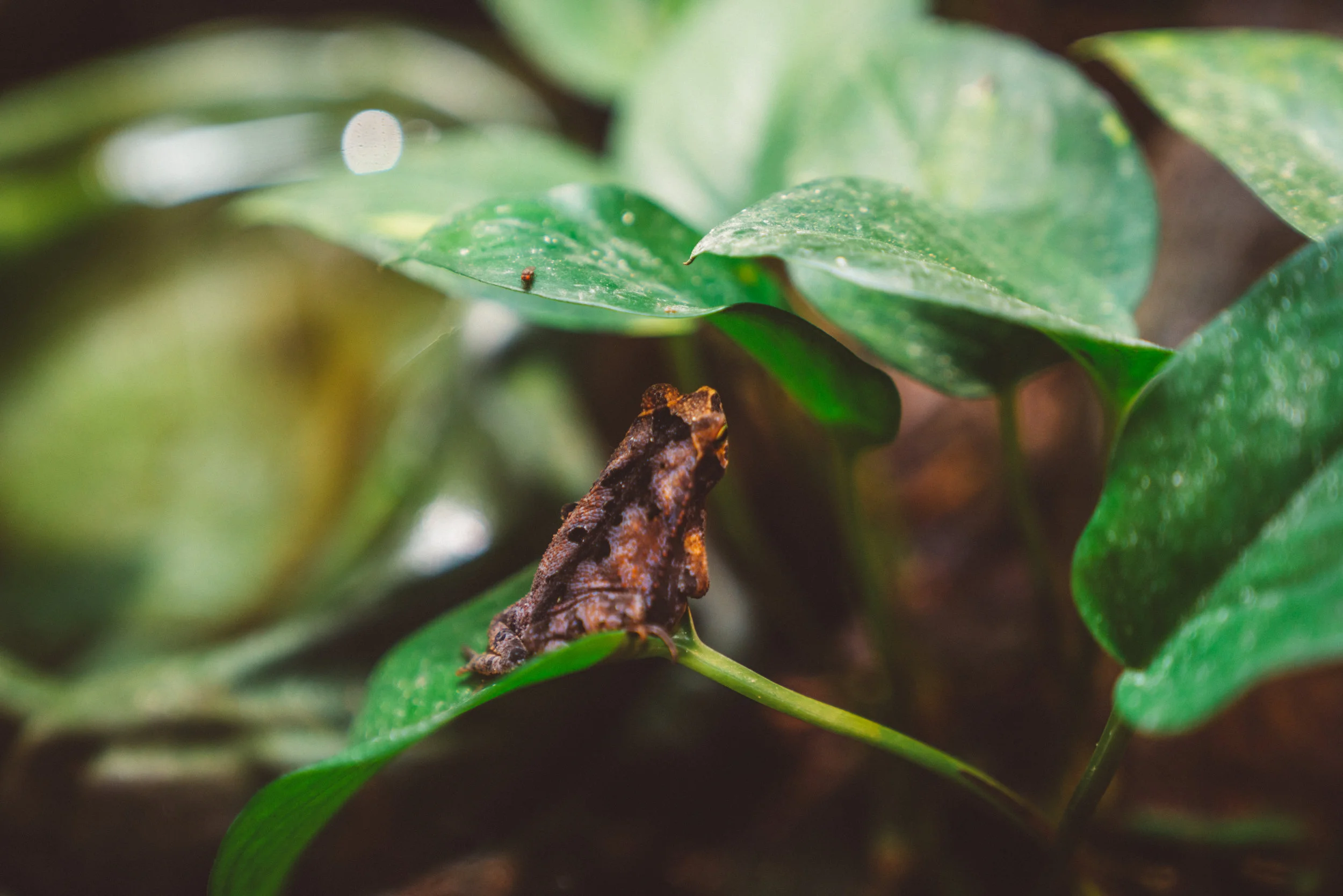 My favourite part of the Smithsonian was their frog exhibit, no doubt.