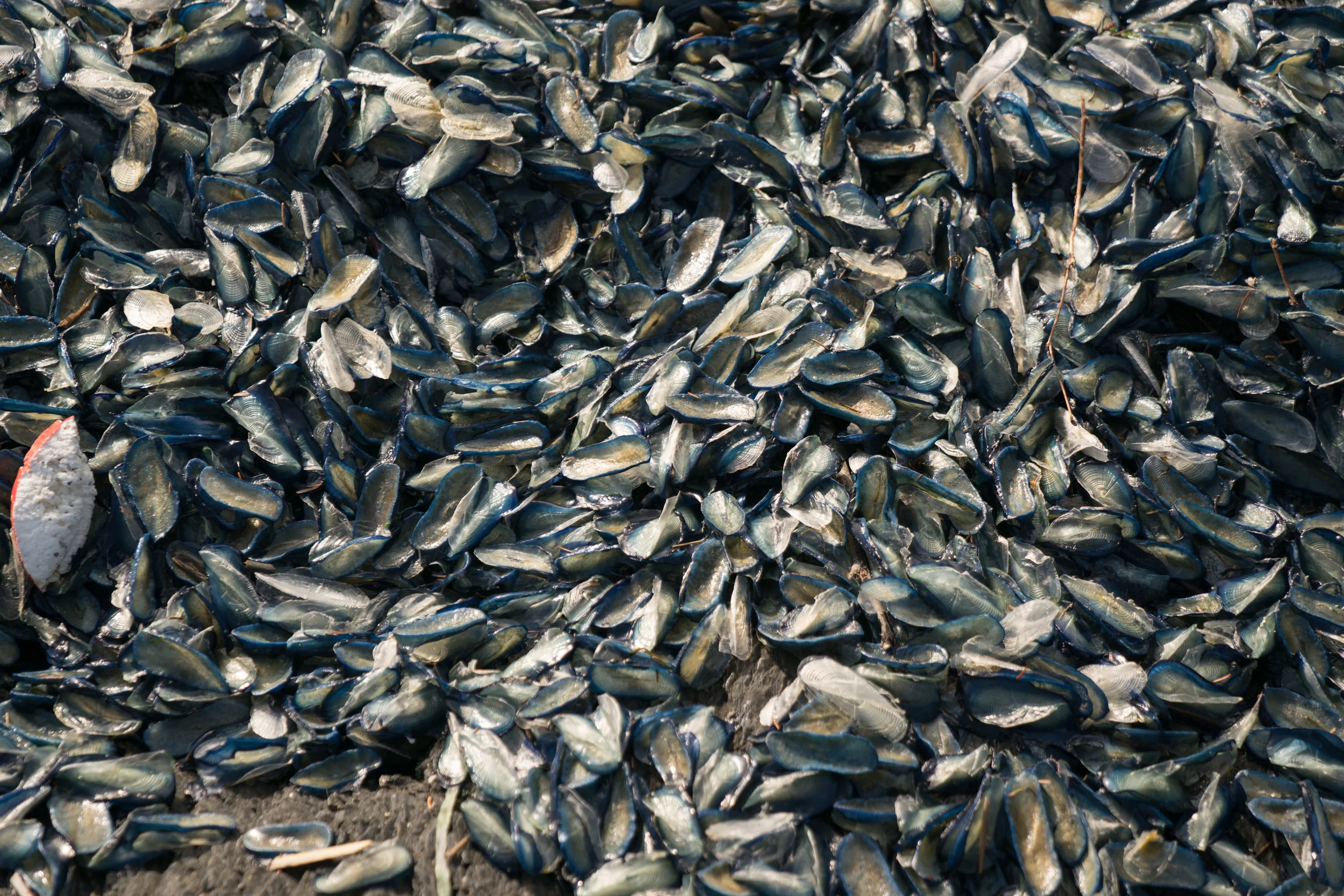 All over Botanical Beach when we visited were thousands of Velella Velella washed ashore. Velella Velella are a jellyfish-like creature which normally live far out at sea but sometimes wash ashore when a wind or current carries them astray.