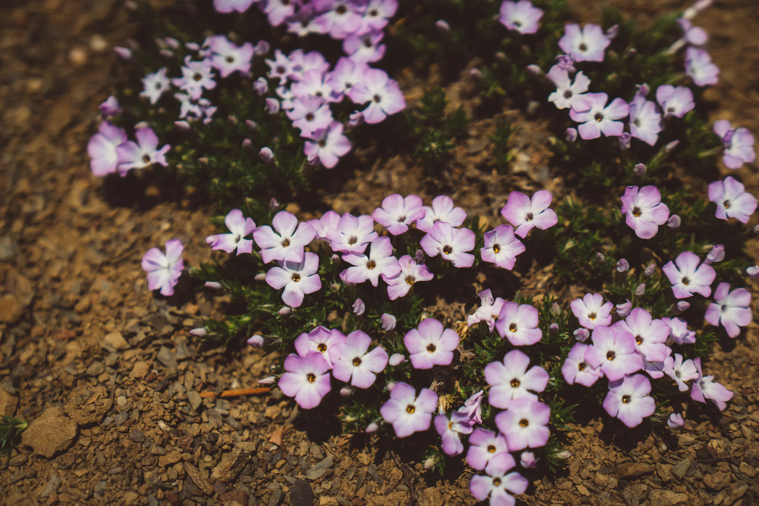 Local flora.