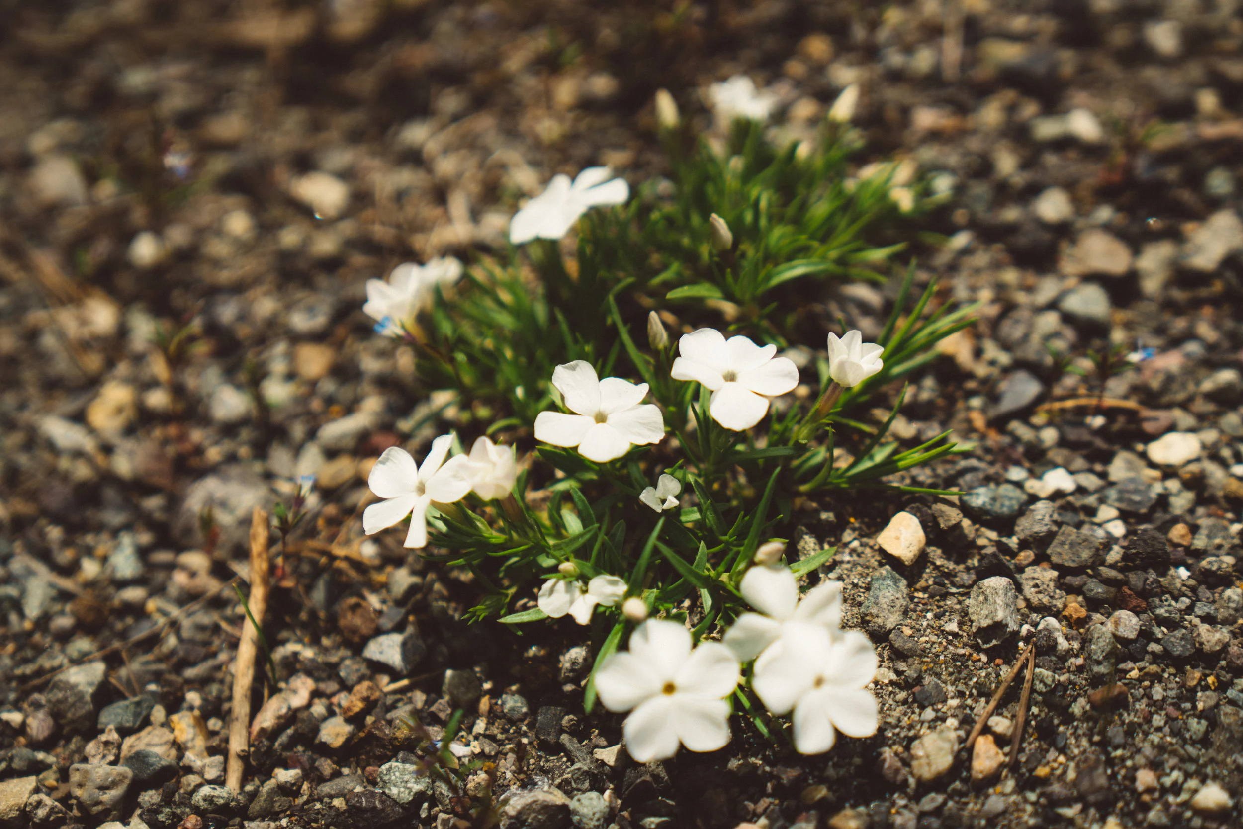 Some phlox.