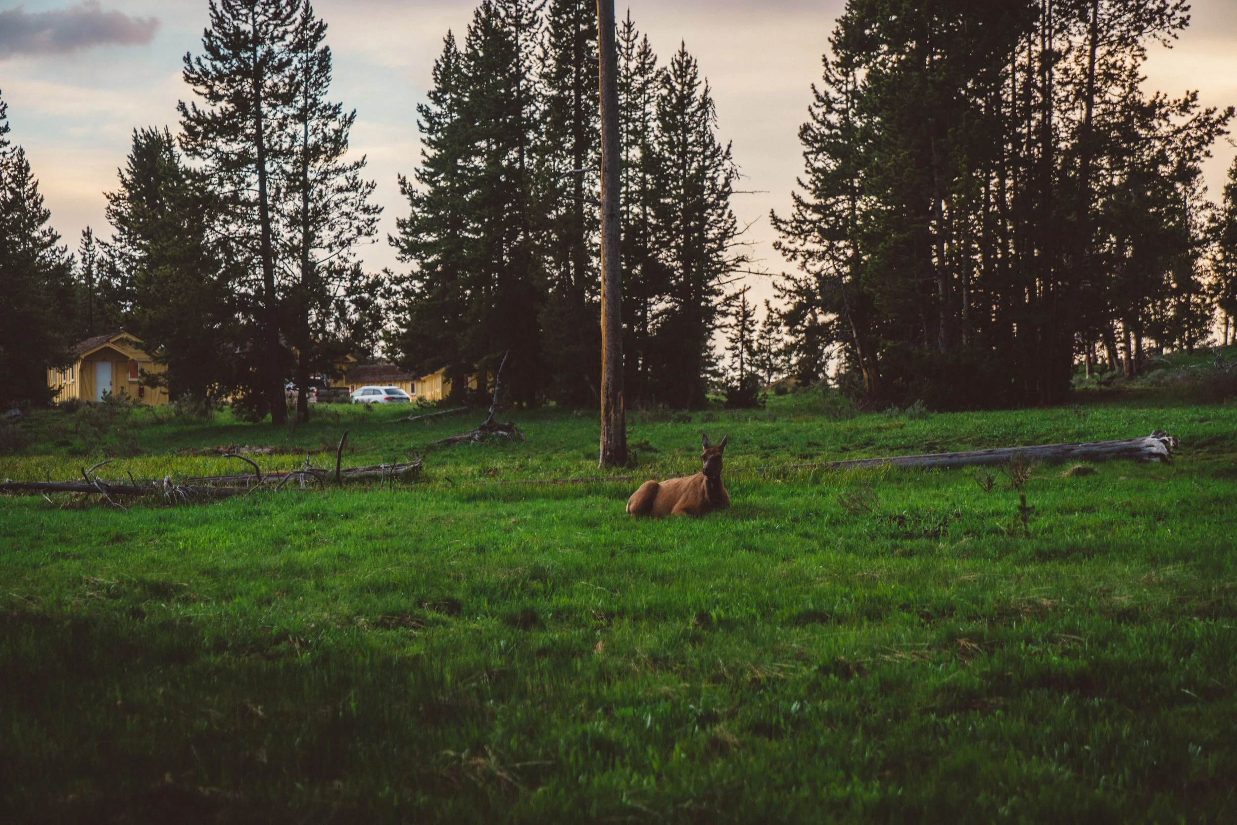 Elk chilling in the village.