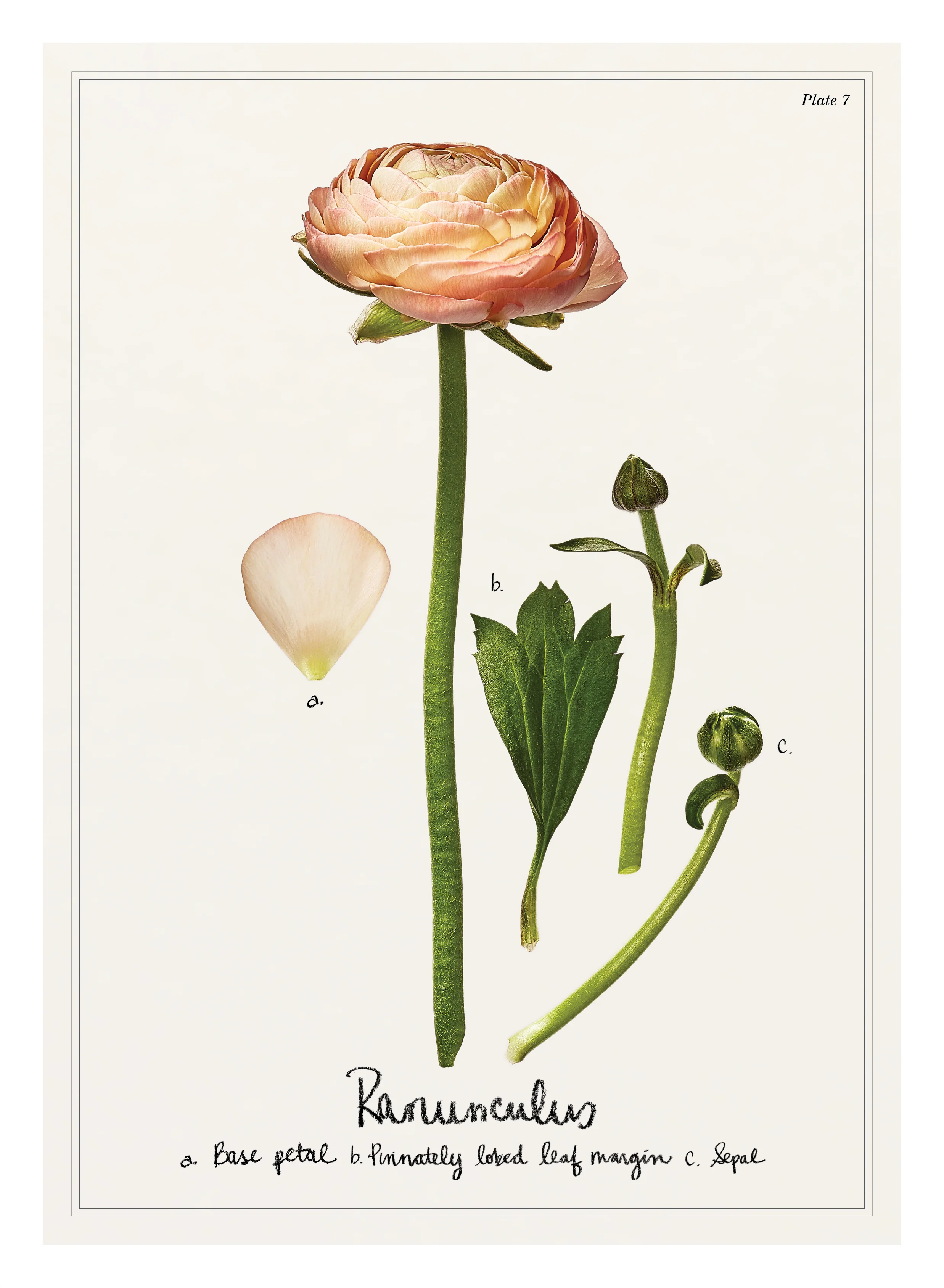 Art & Botany. Calendar design collaboration with Paul C, 2016