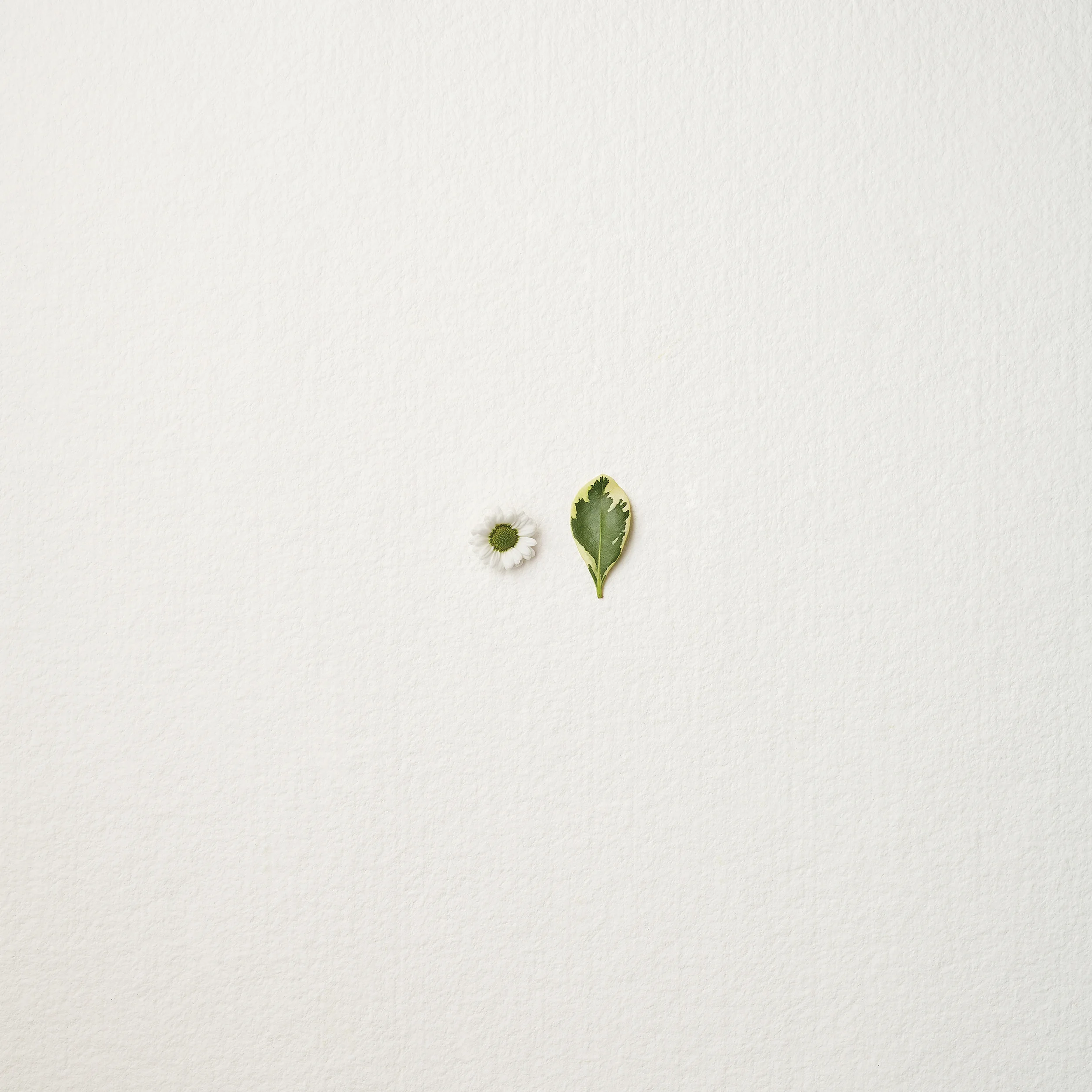 Petal + Leaf. Calendar design collaboration with Paul C, 2015