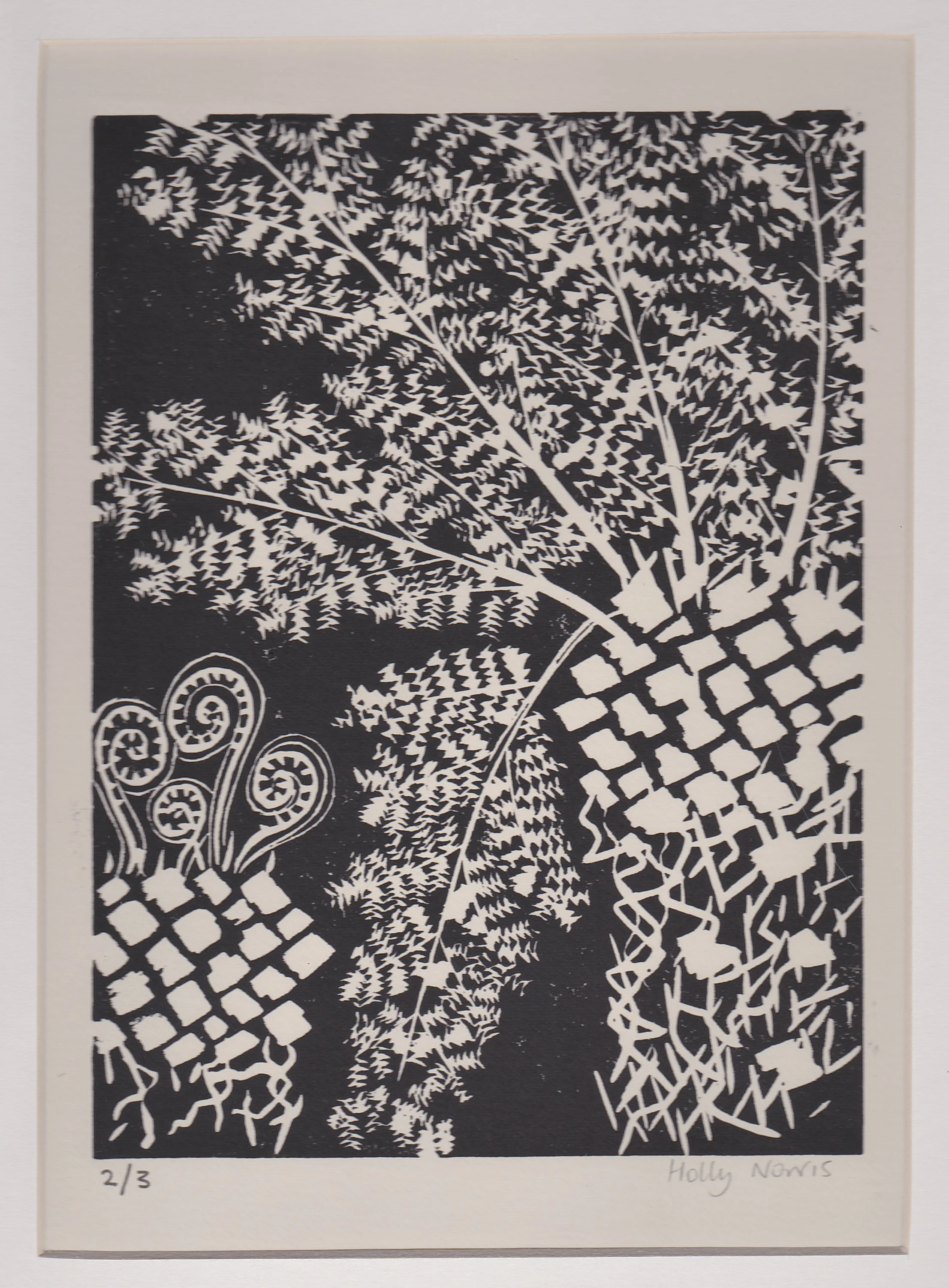 Tree Ferns