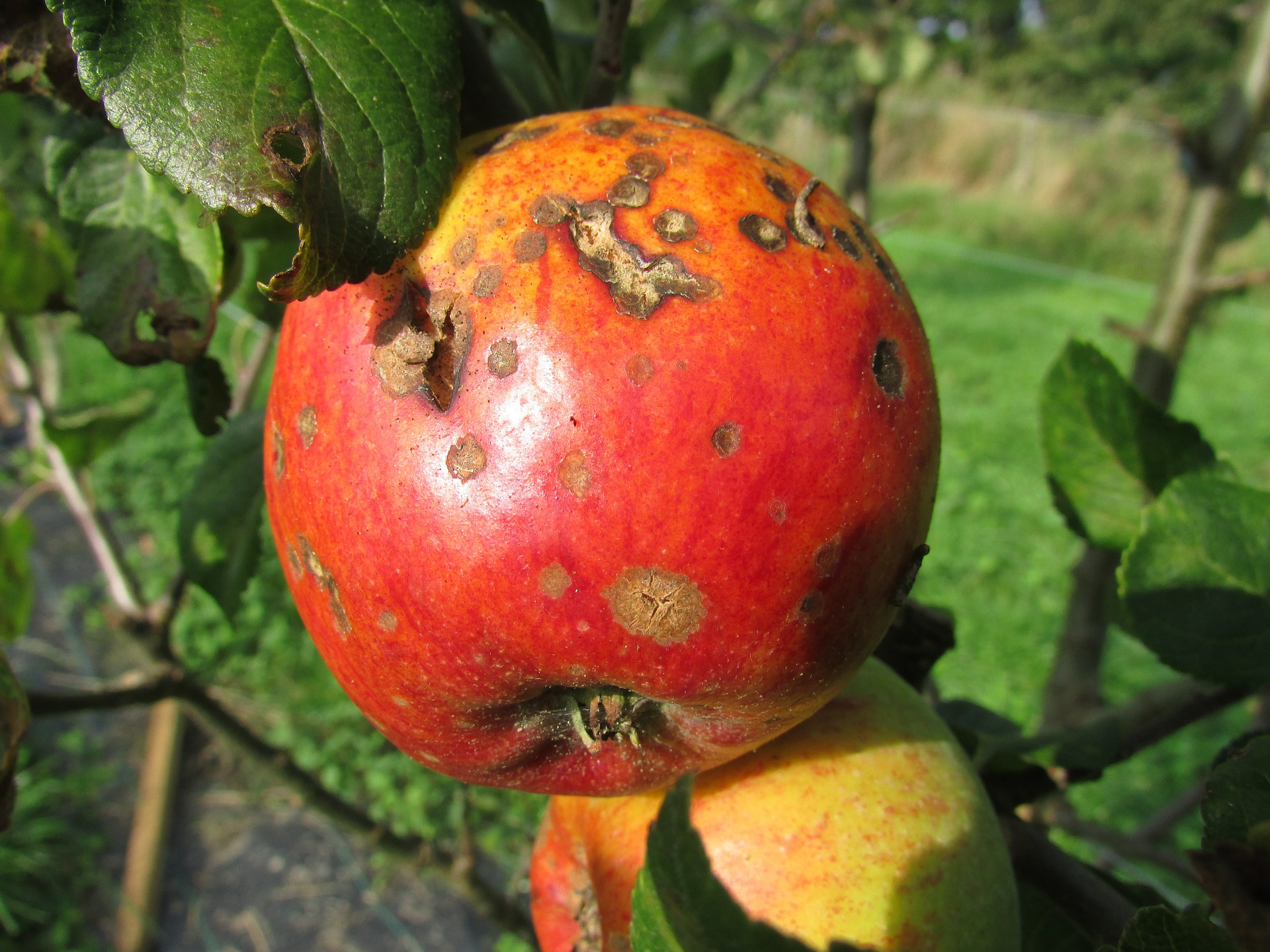 Bad apples eat away your efficiency!