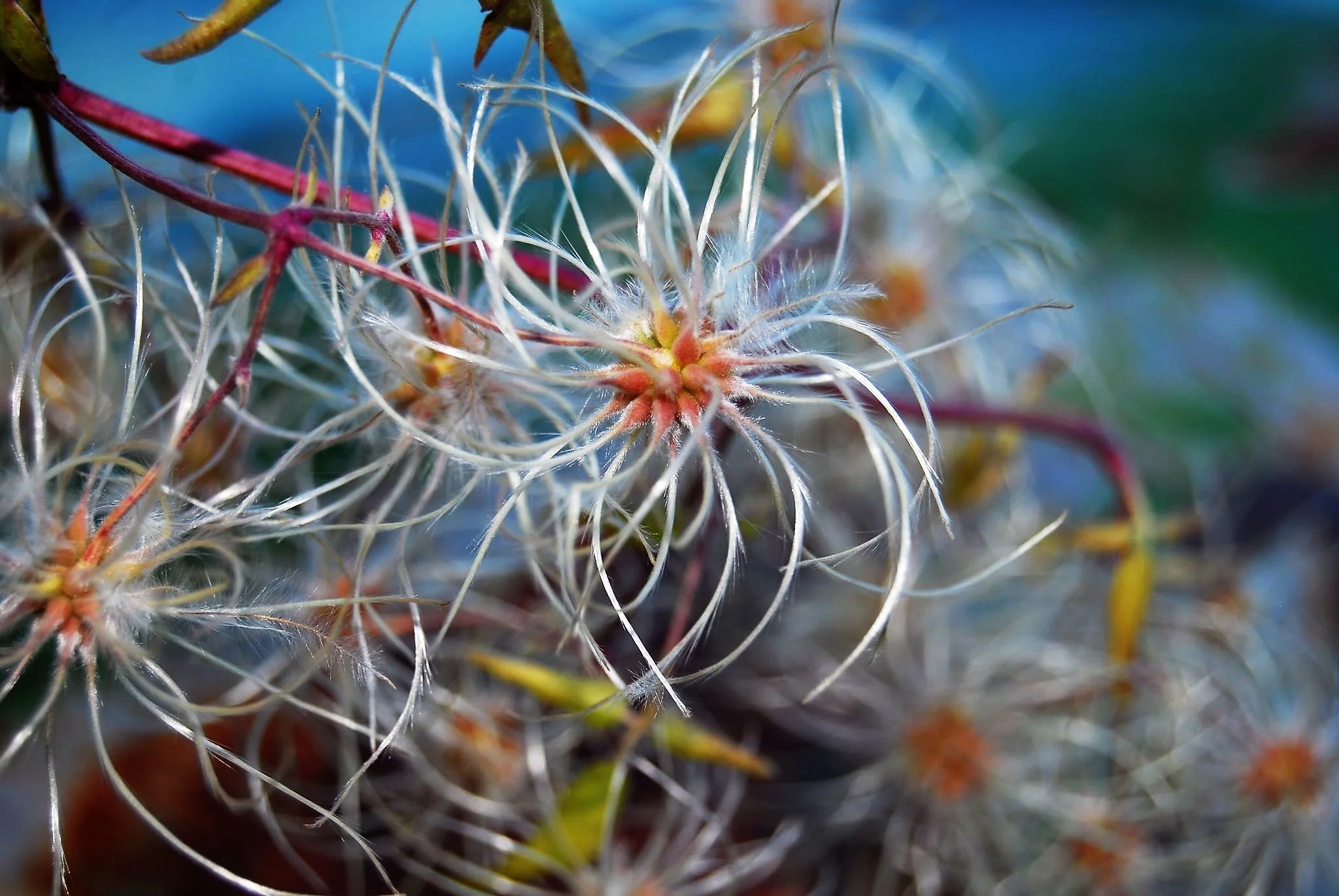 fuzz flower.jpg