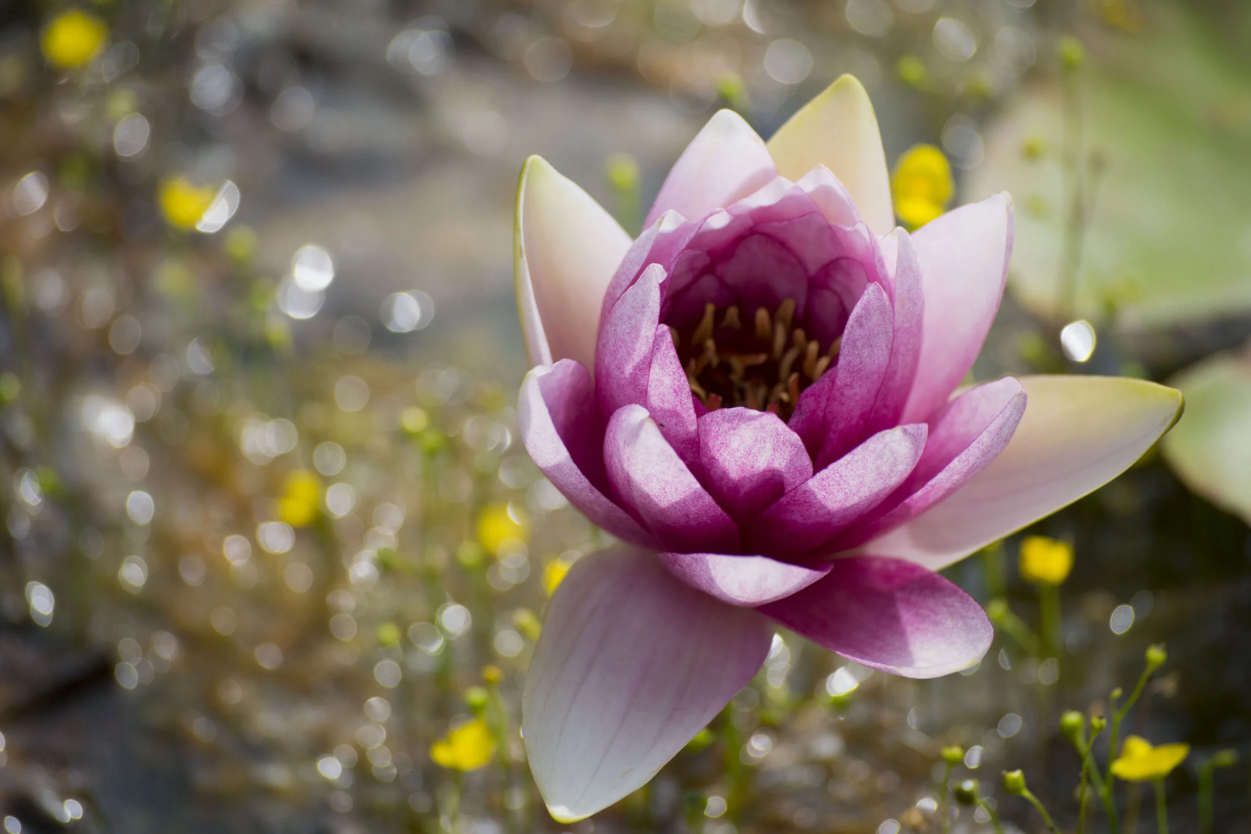 Pink Lotus.JPG