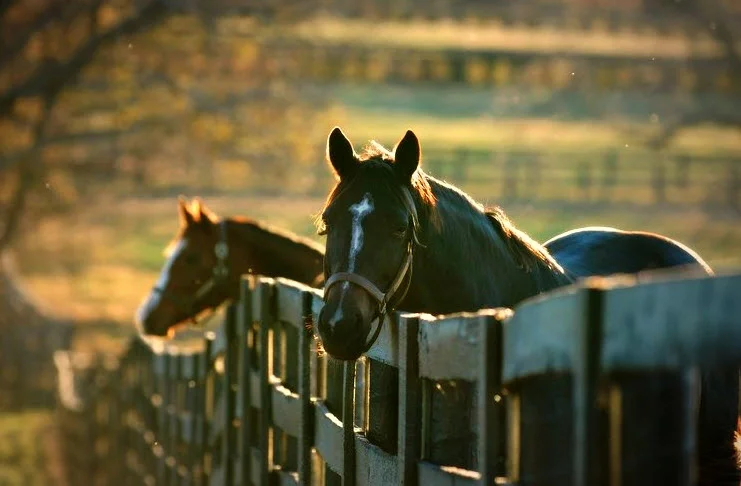 HorsesFences.jpg
