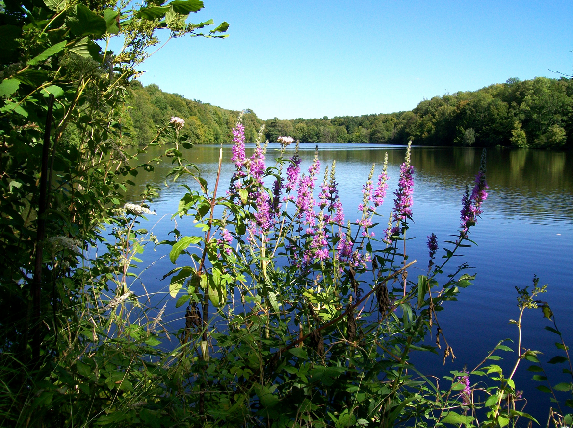 FlowerLake2016-06-14_8-53-15.png