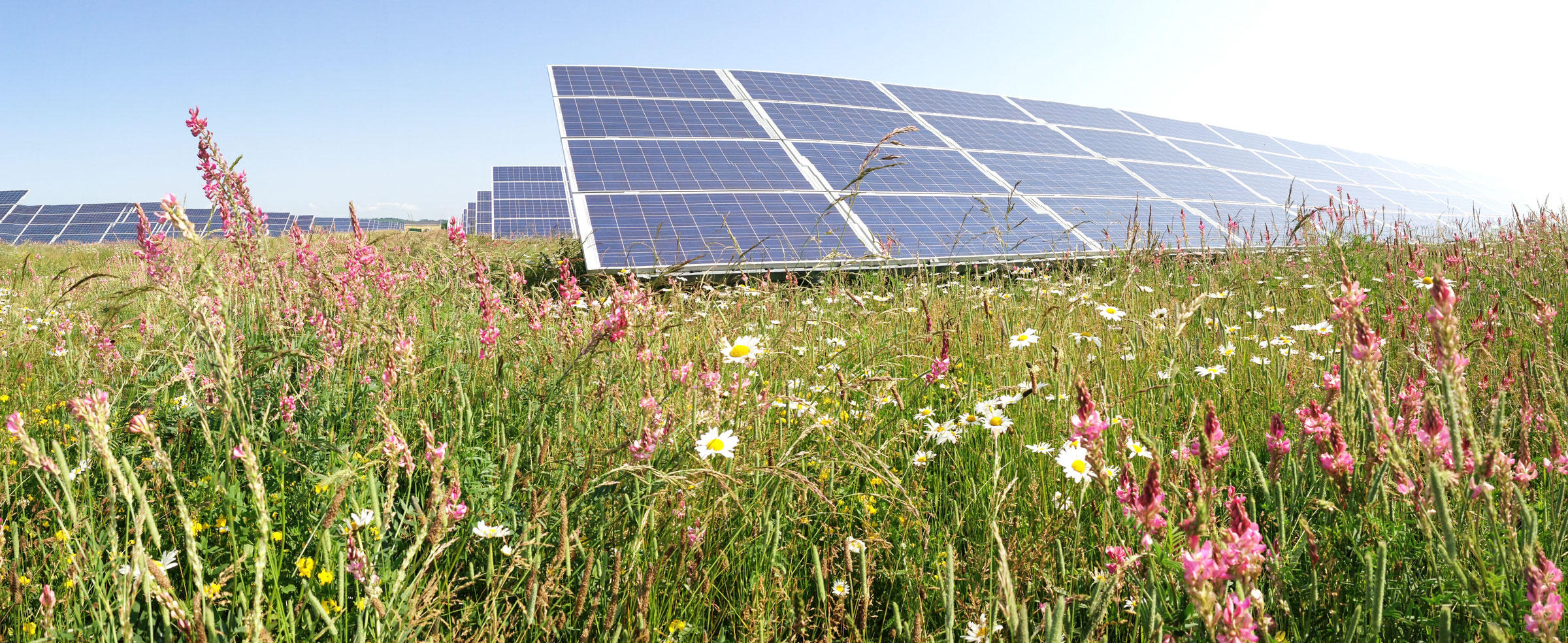 SOURCE: http://www.audubon.org/news/can-solar-plants-make-good-bird-habitat