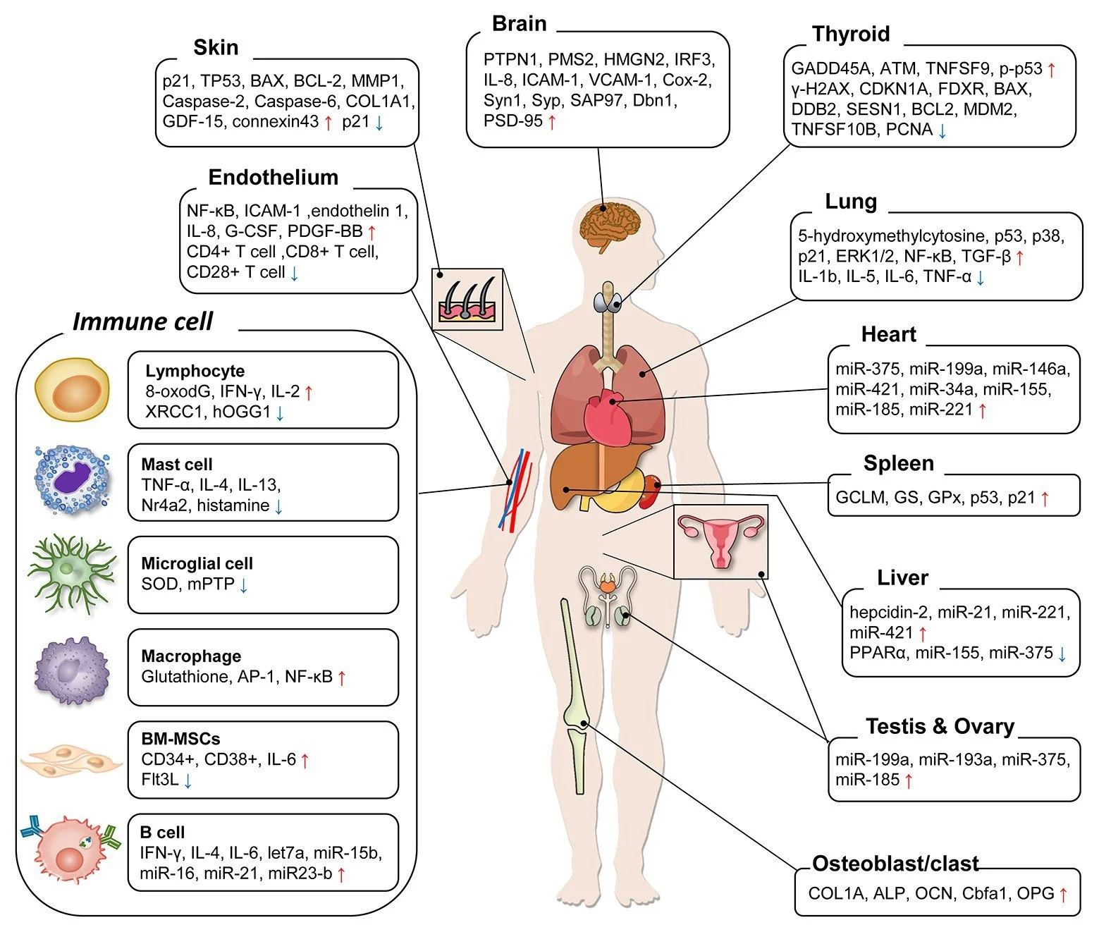 old infographic _radiation.jpeg