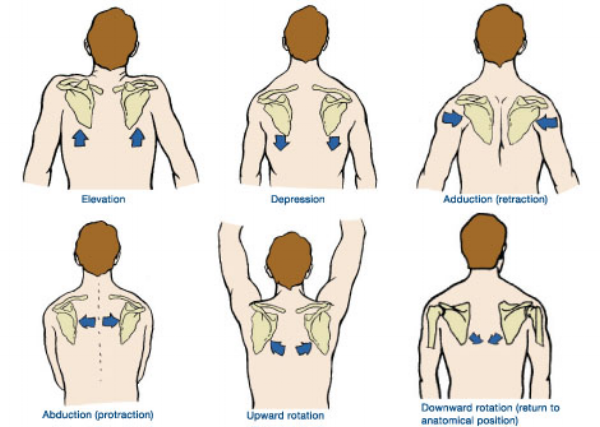 All movements the scapulae are responsible for.