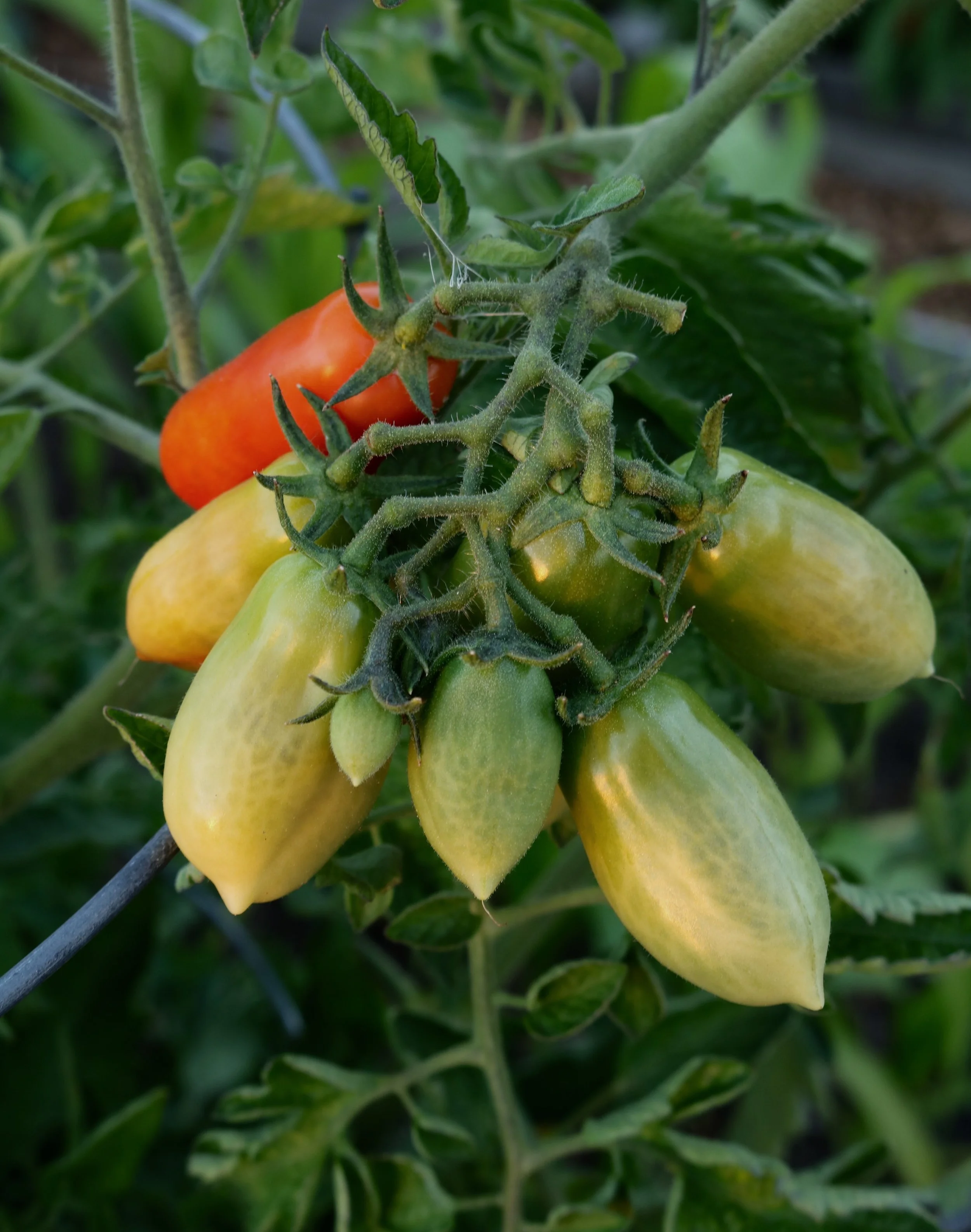 Not every tomato ripens. What to do with the green ones? See recipes. 
