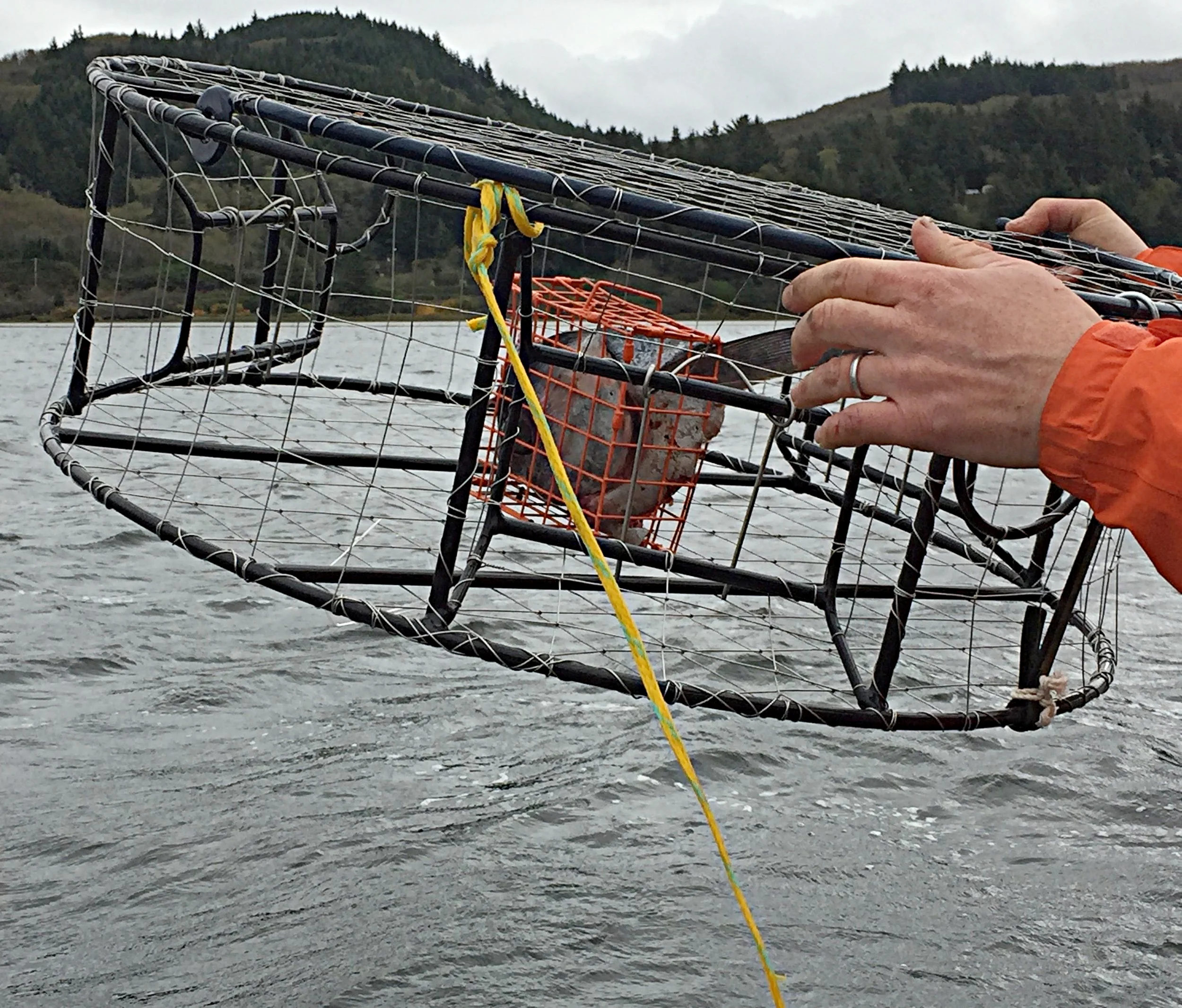 Crab pot being tossed into the bay