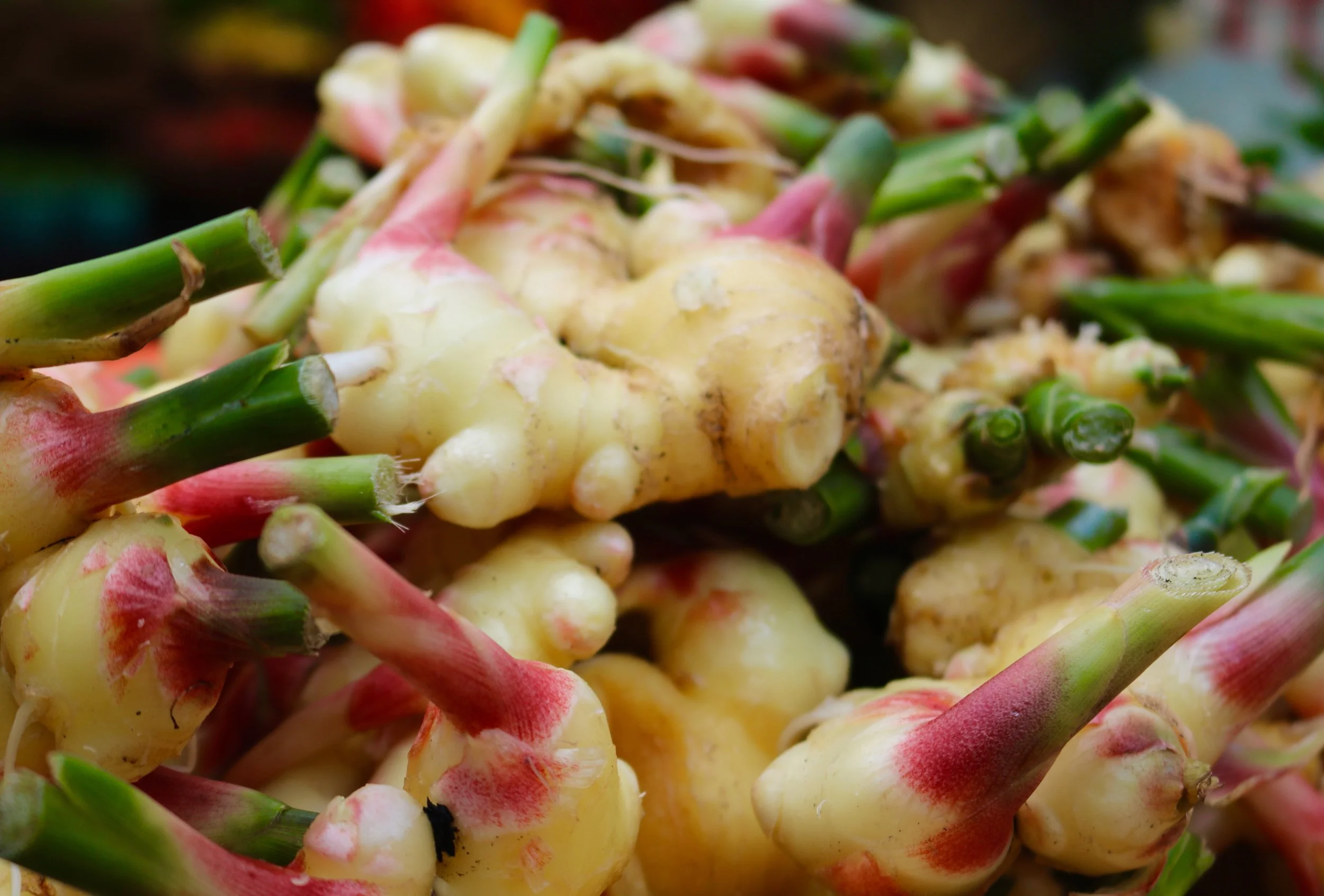 Groundworks Organics grows fresh ginger, tumeric and galangal in the Willamette Valley 