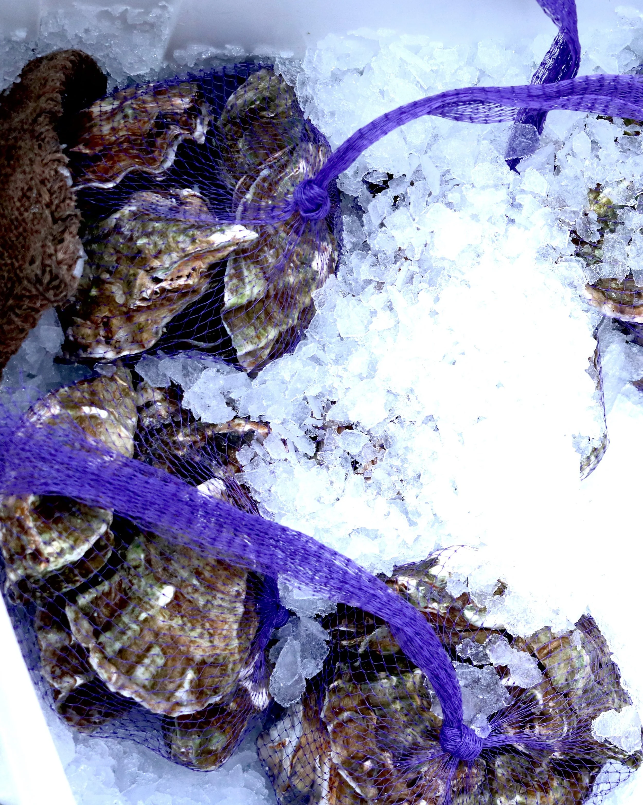 Willapa Bay oysters netted on ice from Linda Brand Seafoods at the Portland Farmers Market 