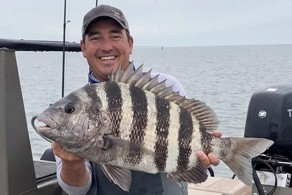 sheephead fish caught