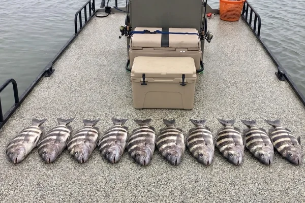 pile of sheephead