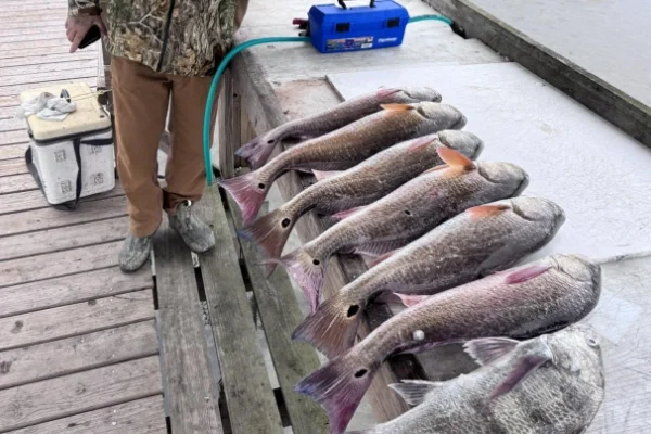 angler redfish catch
