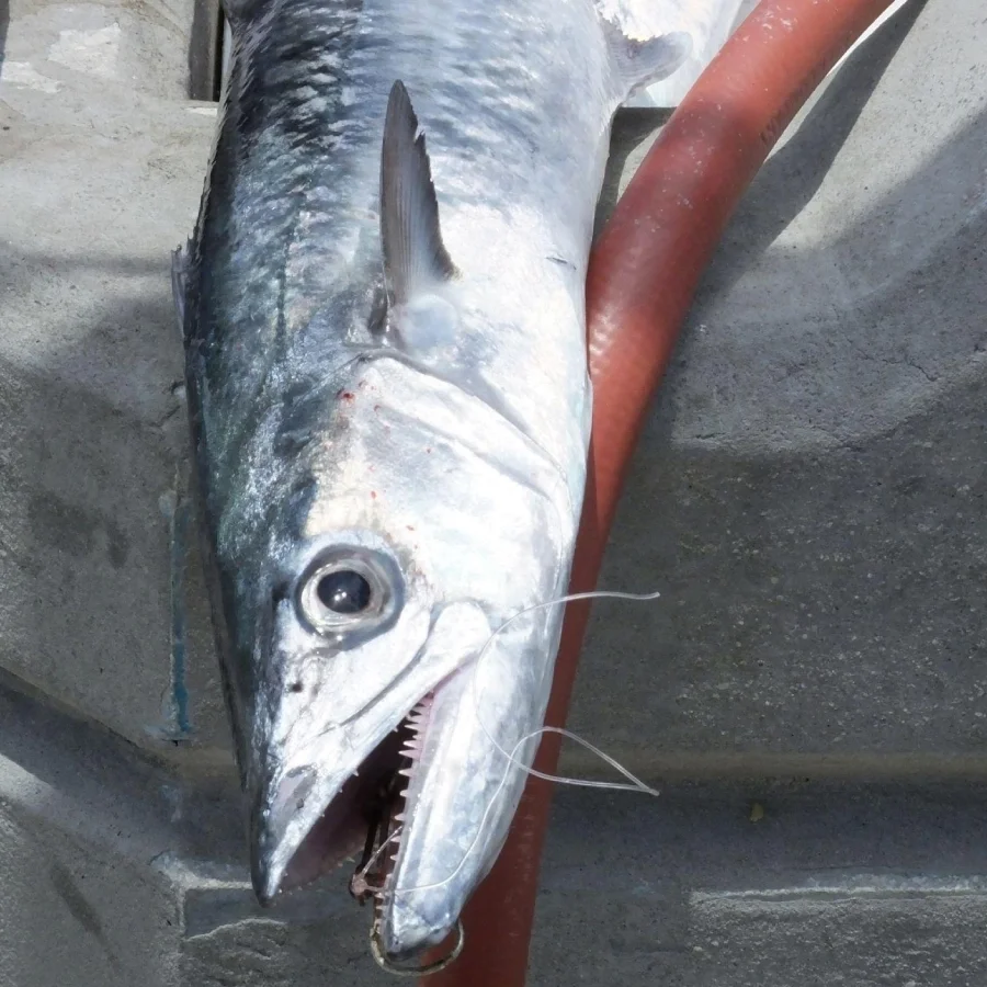 King Mackerel