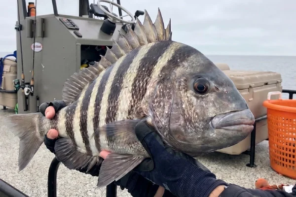 sheephead fish