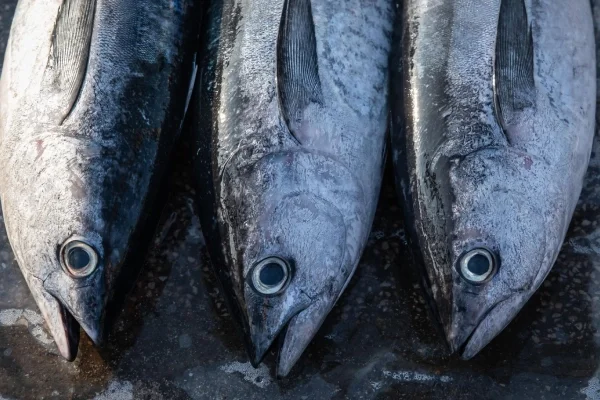 Top view of king mackerel