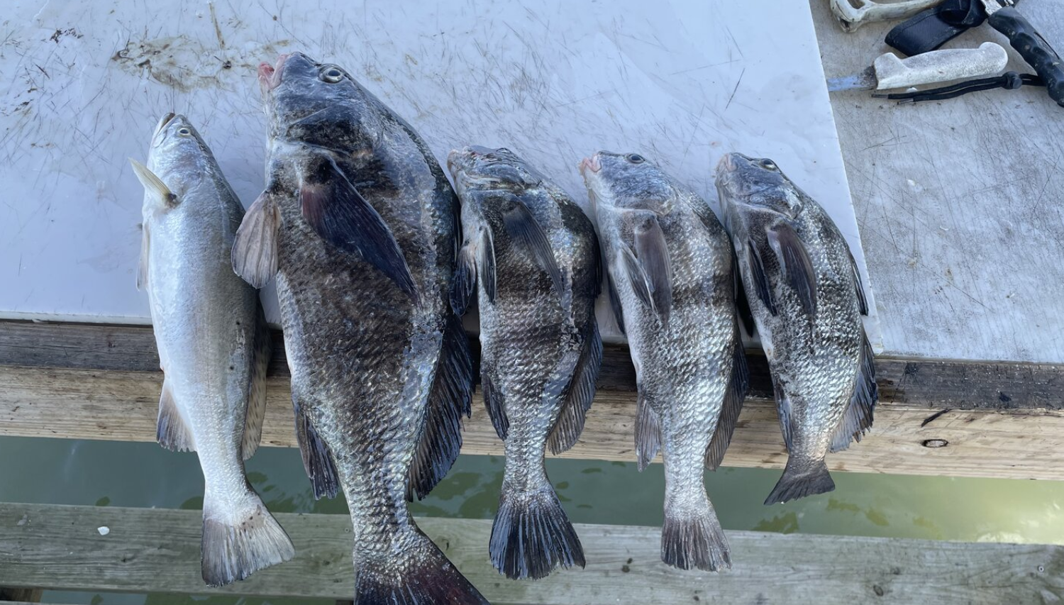 Black drum and speckled trout from Carol Sedlacek's October Rockport trip.