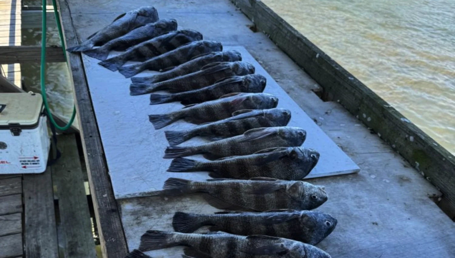 august 1 catch