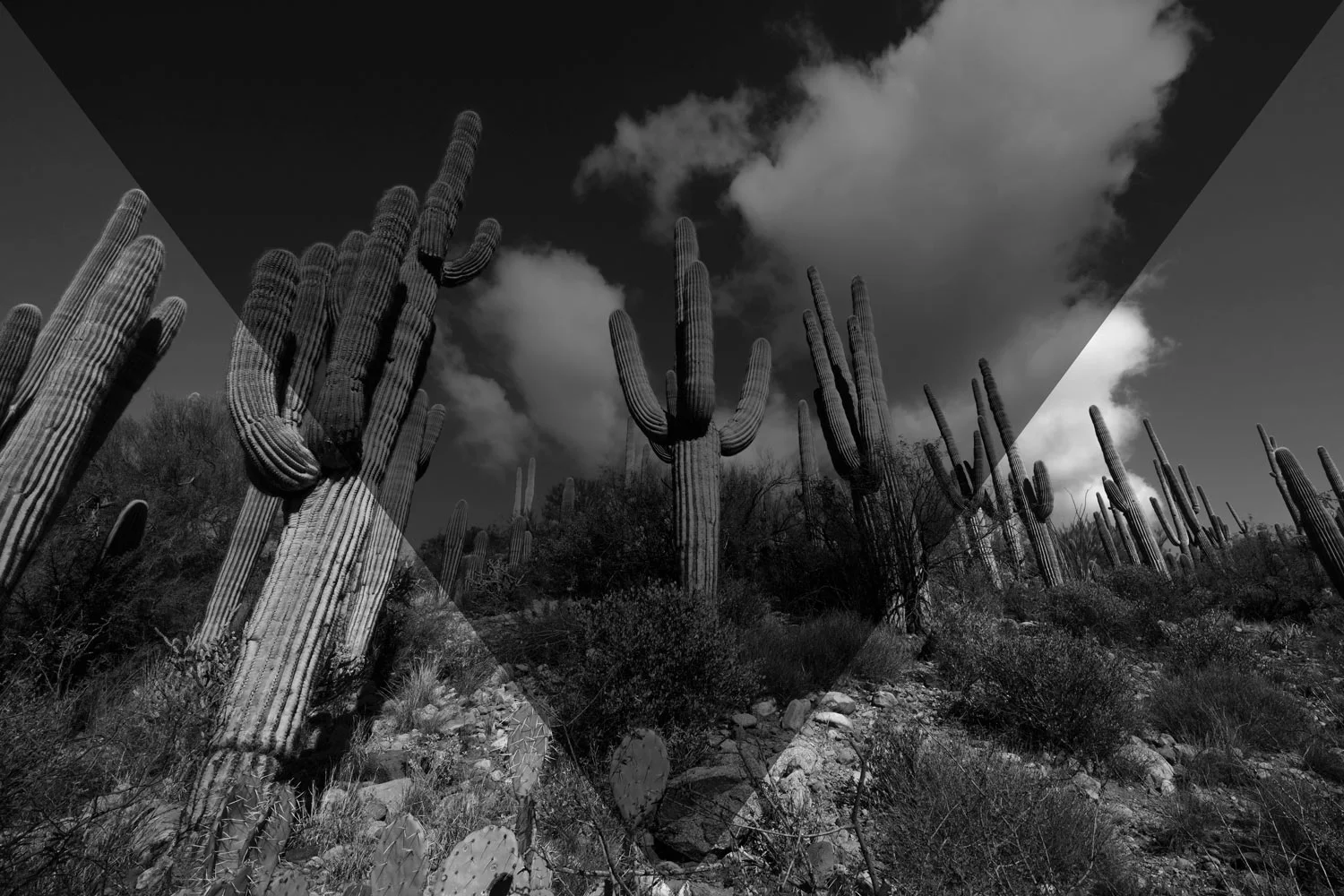 desert.jpg