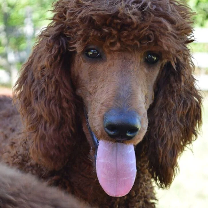 pipers-standard-poodles-mansfield-ohio-#pipers_poodles.jpg