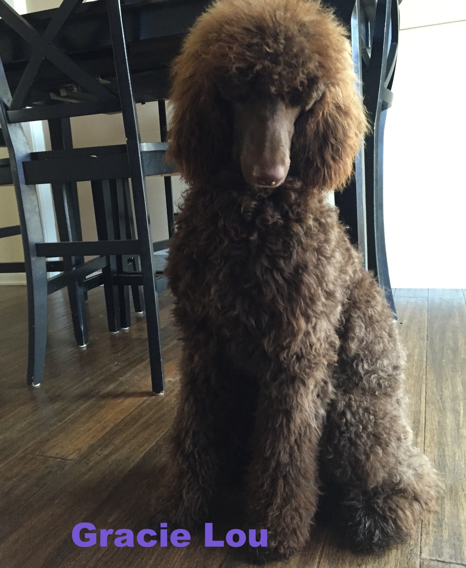 best dog clippers for standard poodles