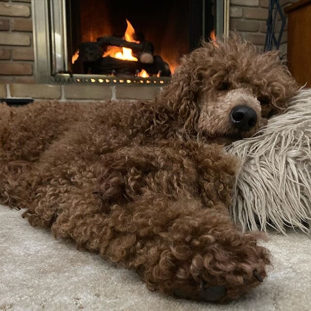 Easy like Sunday morning!! Pillows and Poodles are a perfect pair! #piperspoodles #pipersstandardpoodles #standardpoodlesofinstagram #redstandardpoodle #poodles #spoo