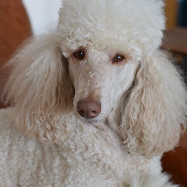 Happy 8th birthday day #missevamariepiper you would've been 8 years old today. You are greatly missed!! #piperspoodles #pipersstandardpoodles #standardpoodle #creamstandardpoodle #missed #poodles#spoo