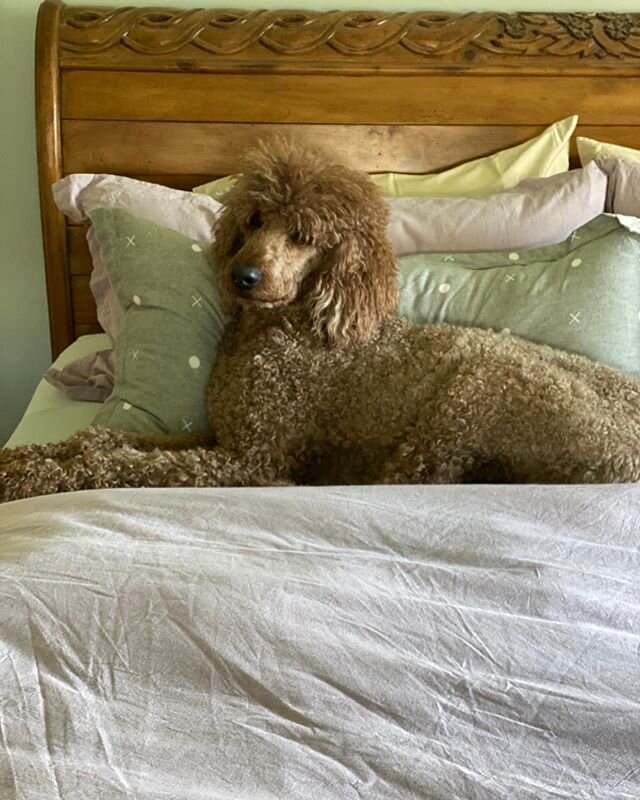 Because a freshly bed is the best!!
#piperspoodles #pipersstandardpoodles #redpoodle #spoo #spooboy