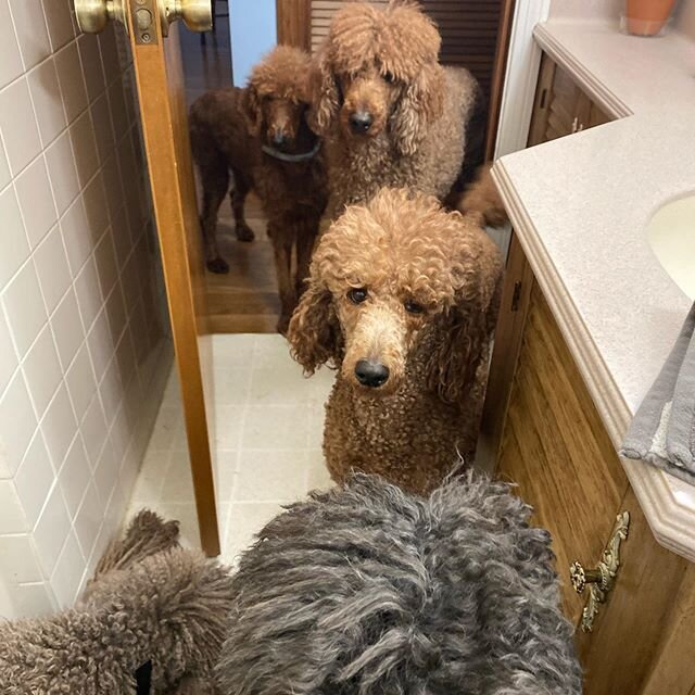 Absolutely no privacy🐩🐩🐩🐩🐩 #piperspoodles #pipersstandardpoodles #poodles #poodlesofinstagram #standardpoodle #poodle5pack #spoo #spoopack
