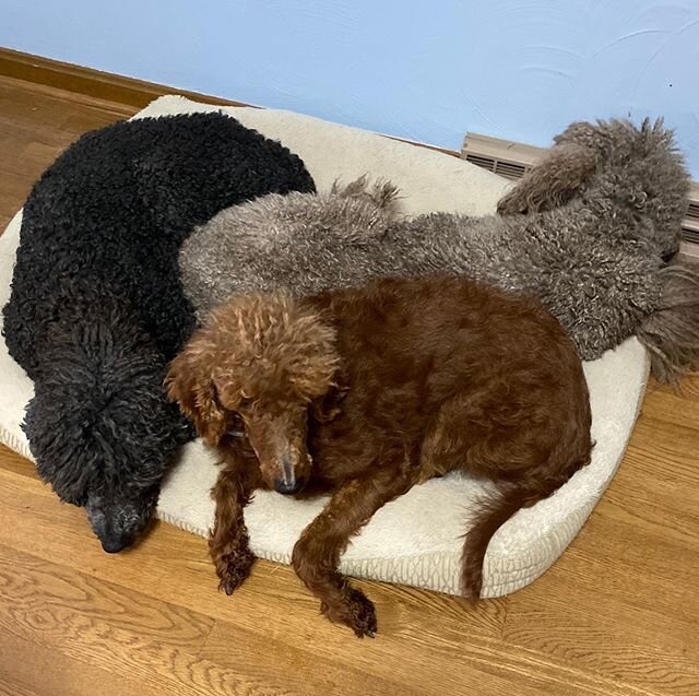 Cold morning snuggles!! #piperspoodles #pipersstandardpoodles #poodles #spoo #standardpoodle
