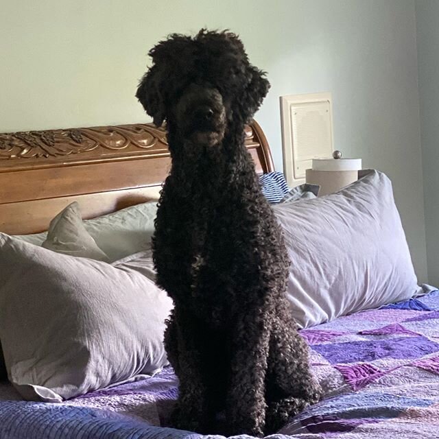 Buddy!!! #piperspoodles #pipersstandardpoodles #poodles #spoo #poodlesofinstagram