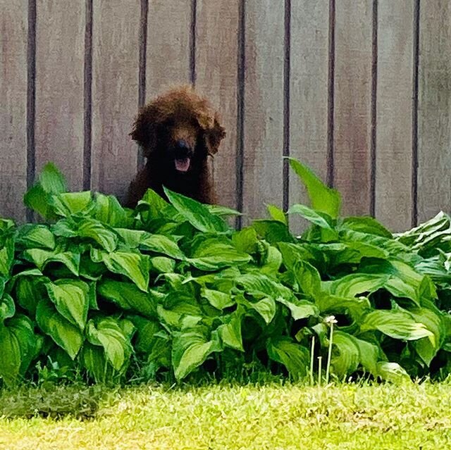 The hosta patch is a cool place to hang out! Paisley Ann Piper #piperspoodles #pipersstandardpoodles #poodles #poodlesofinstagram