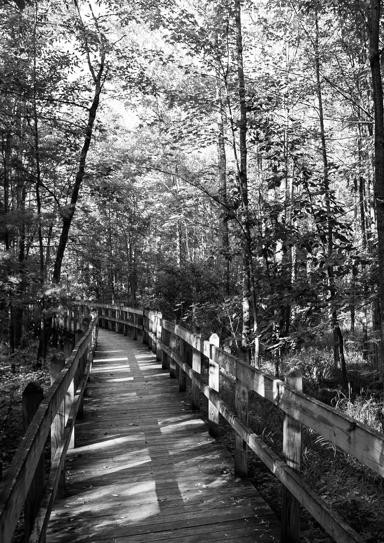 Environment Photo Website BW2.jpg