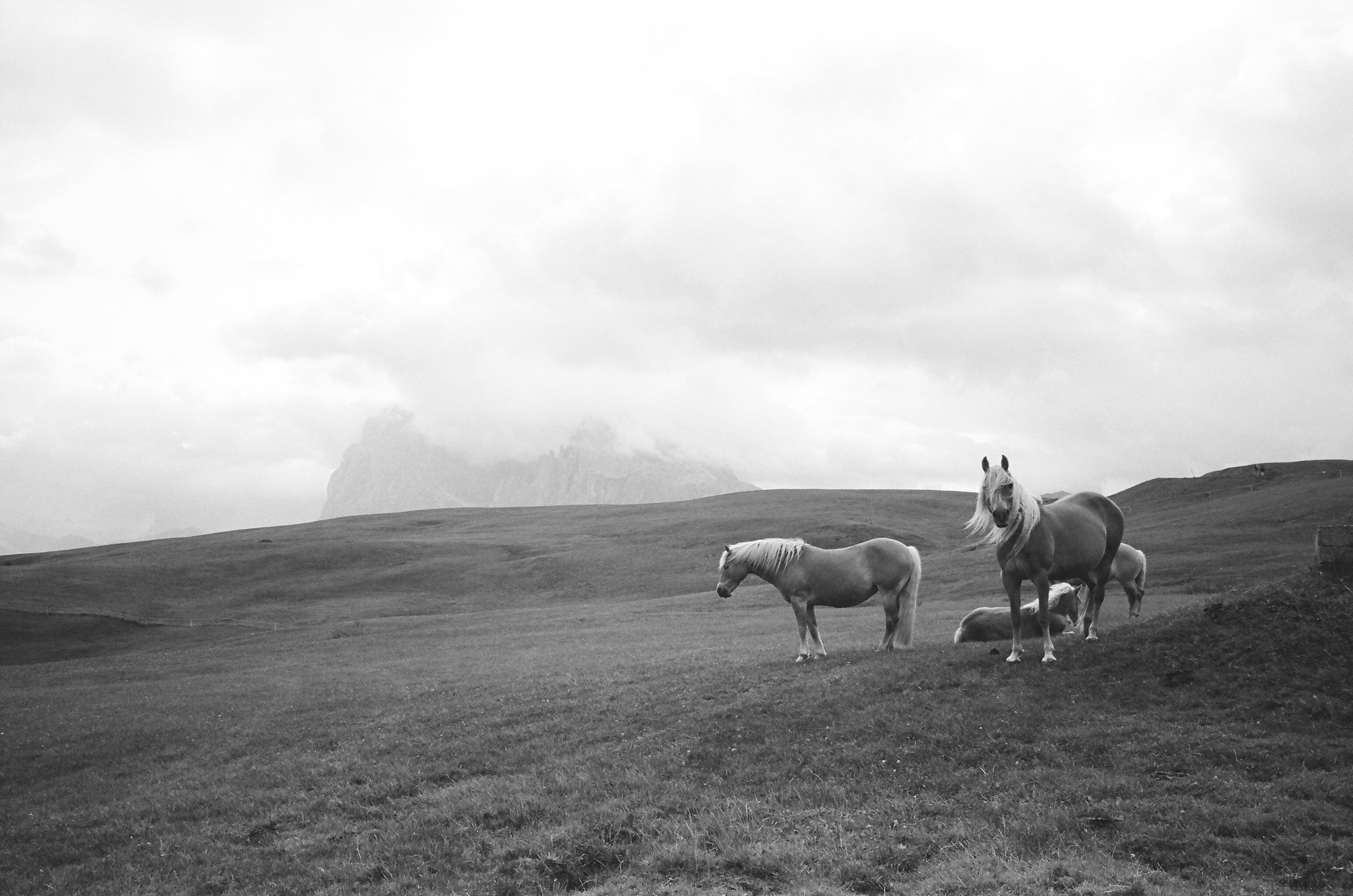 Horses