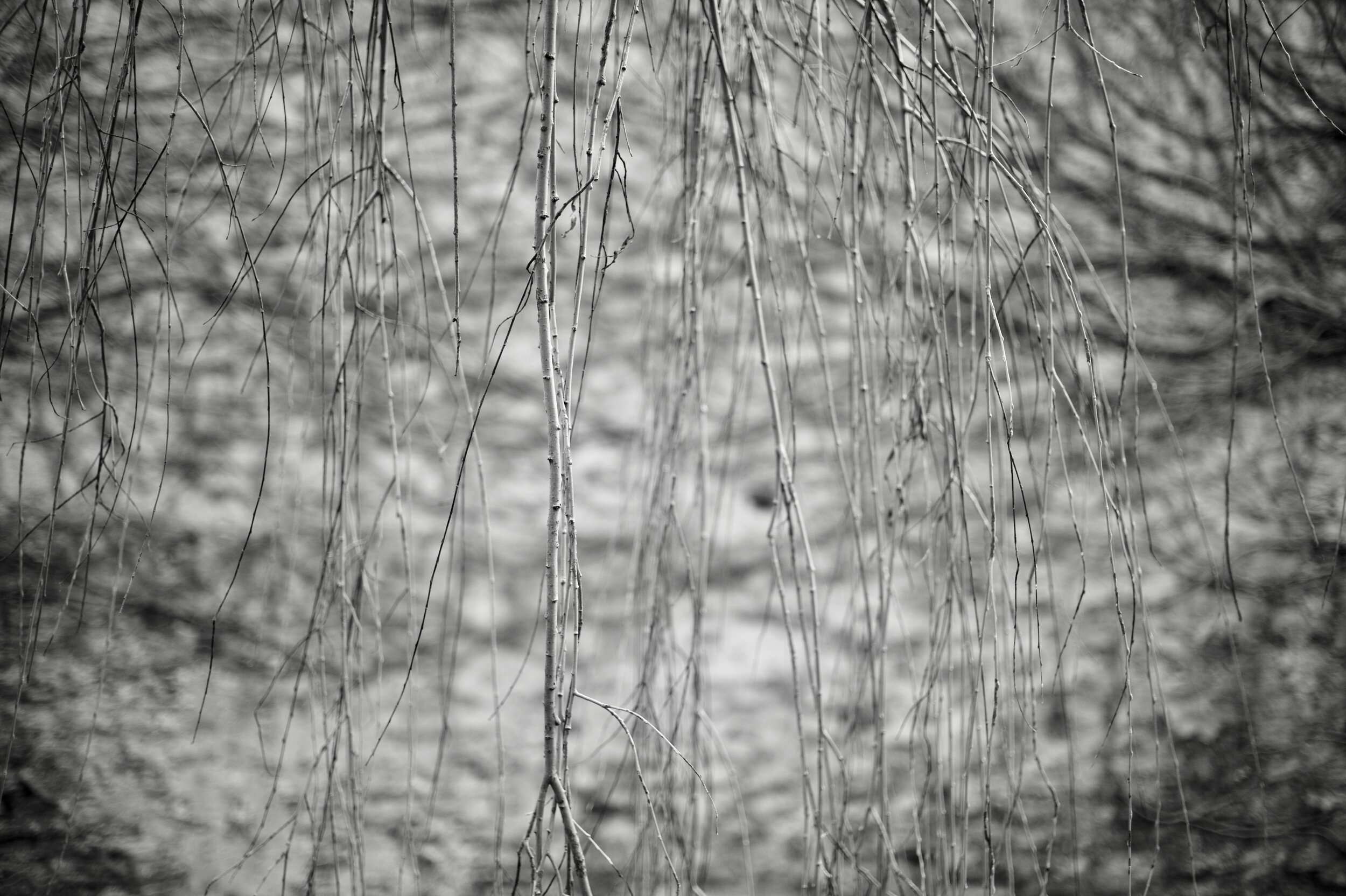 Vines