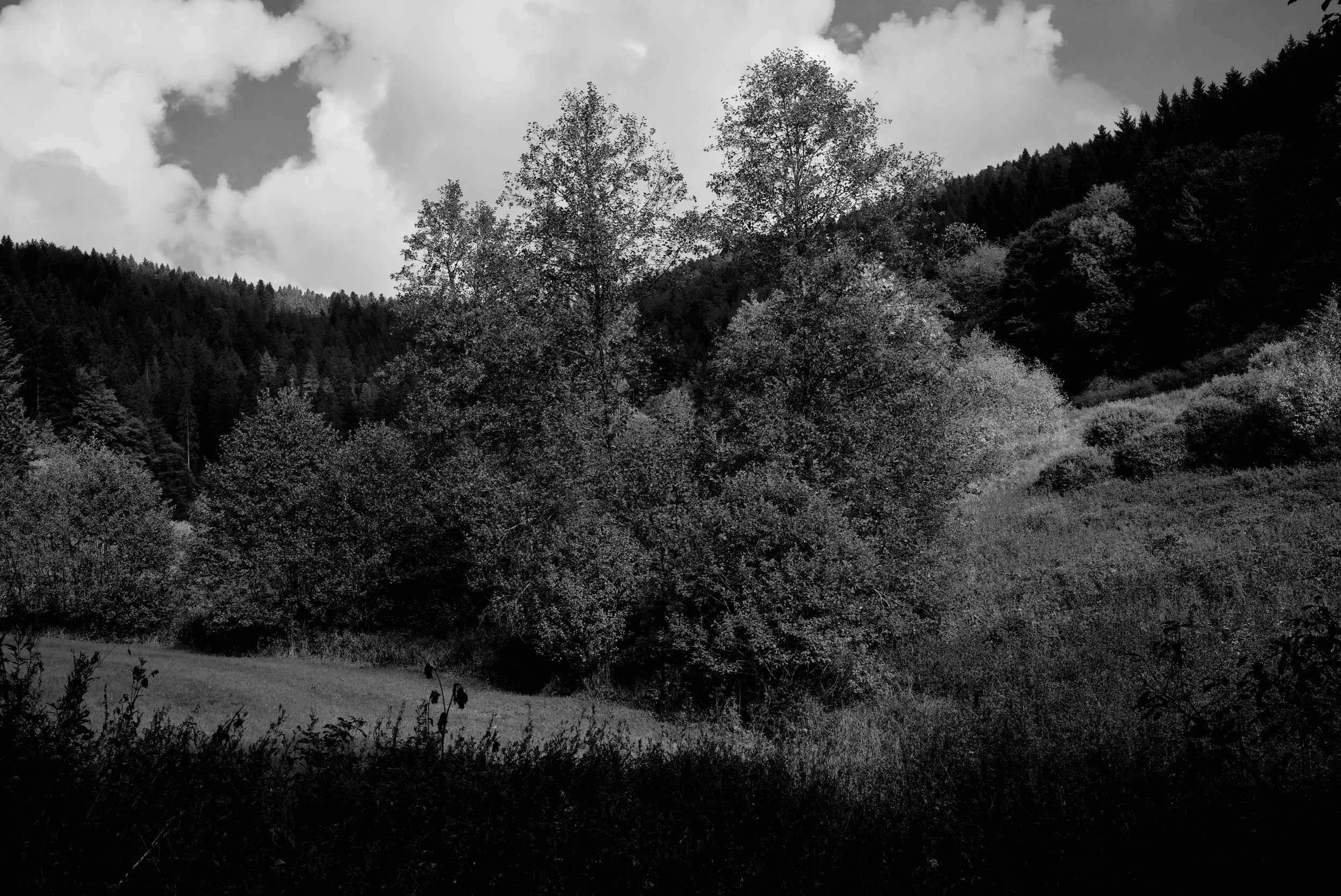 The Black Forest.