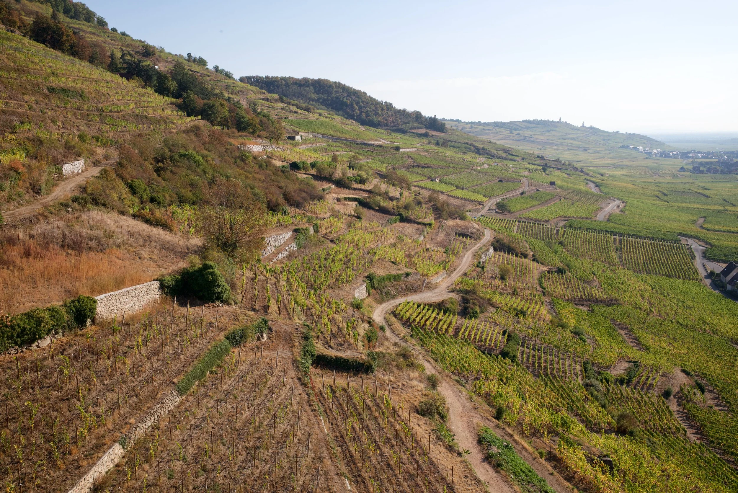 Alsace vineyards (facing east, towards the Rhein River.