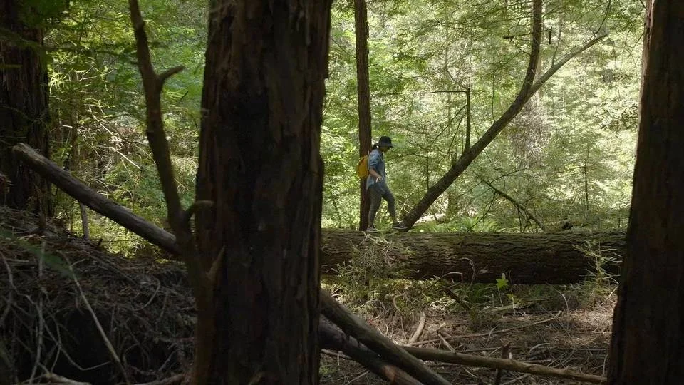 Nature Made Sleep Gummy