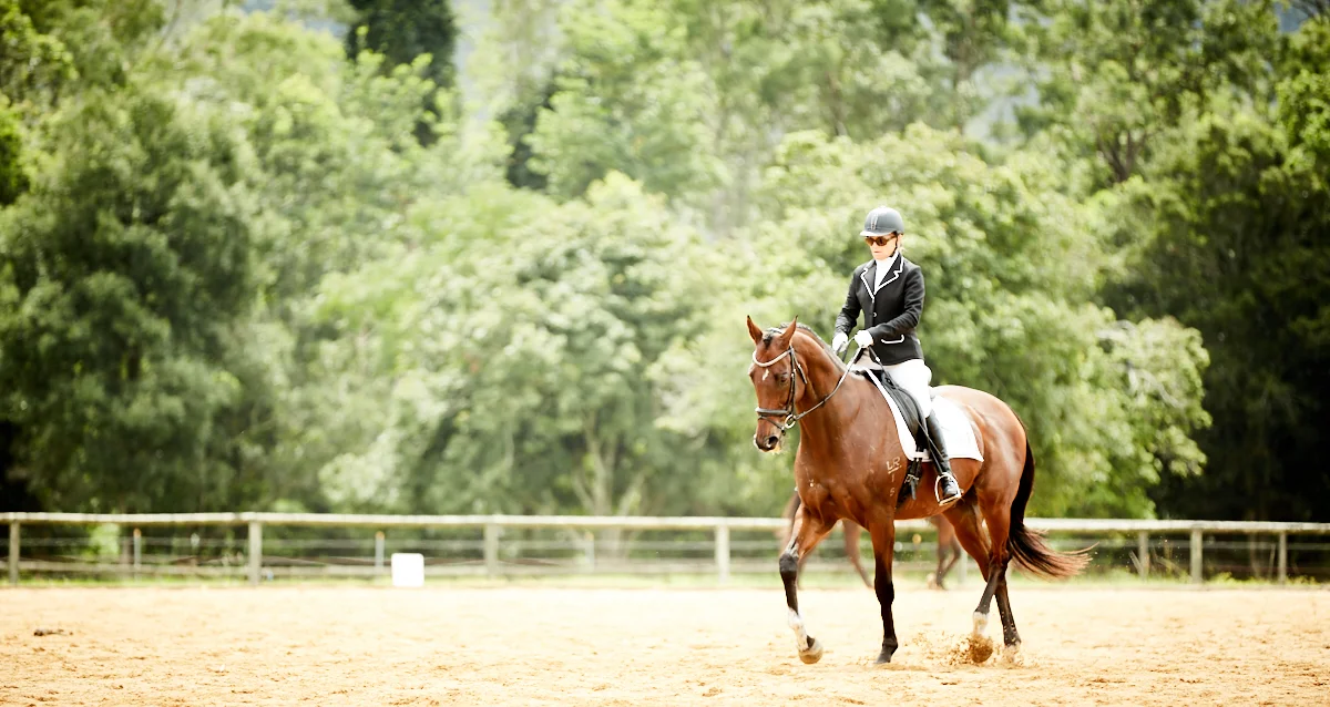 Dressage Tests Samford Equestrian Group